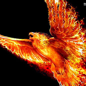 Meet your Posher, Quinn